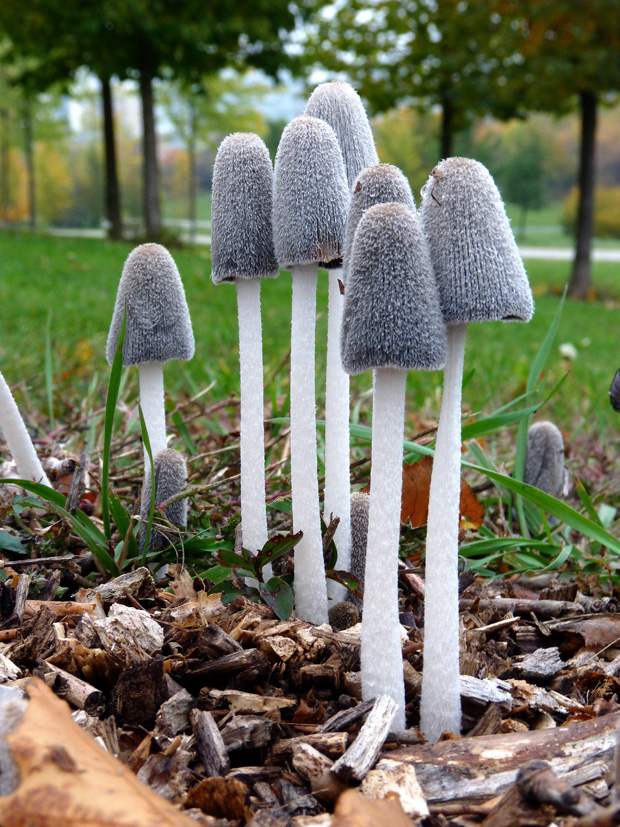 hnojník chlpatý Coprinopsis lagopus (Fr.) Redhead, Vilgalys & Moncalvo