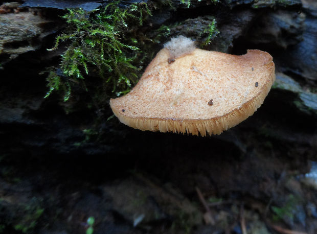 pahliva šafranová  Crepidotus crocophyllus (Berk.) Sacc.