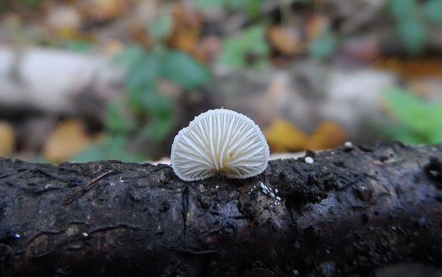 pahliva Crepidotus sp.