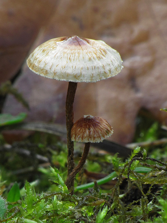 vlasovka drsná Crinipellis scabella (Alb. & Schwein.) Murrill