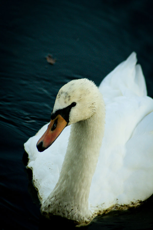 labuť hrbozobá Cygnus olor