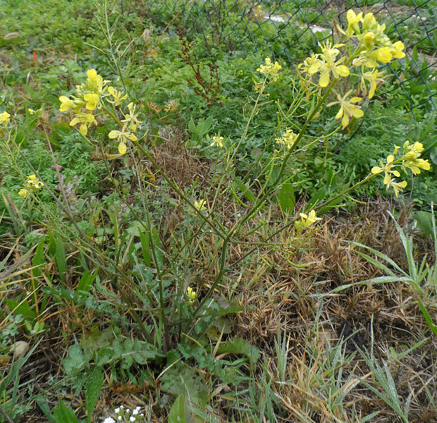 reďkevník potočníkolistý  Erucastrum nasturtiifolium (Poir.) O. E. Schulz