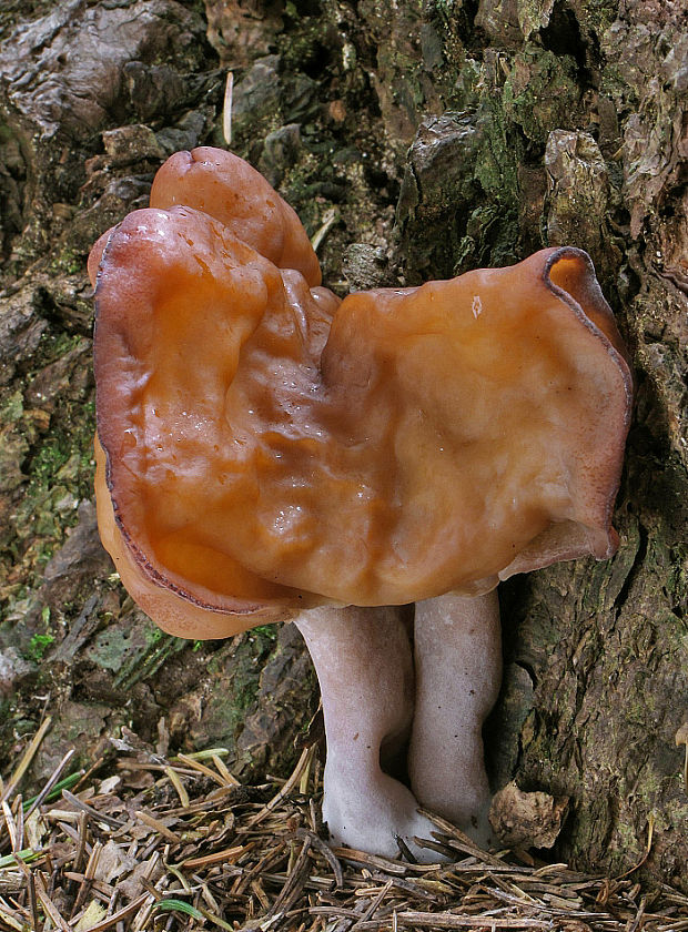 ušiak mitrovitý Gyromitra infula (Schaeff.) Quél.