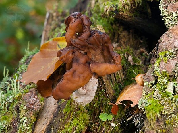 ušiak mitrovitý Gyromitra infula (Schaeff.) Quél.