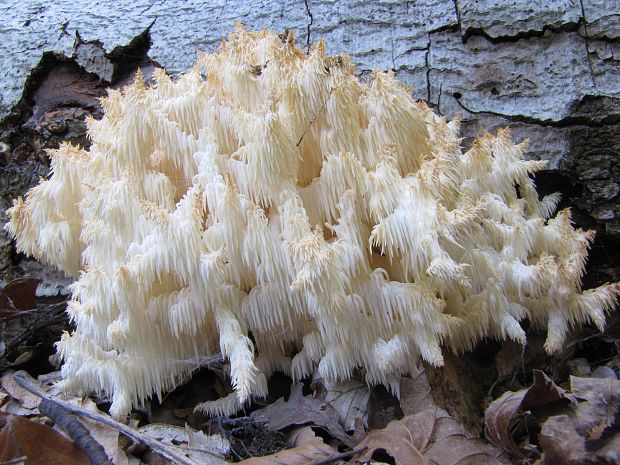 koralovec bukový Hericium coralloides (Scop.) Pers.