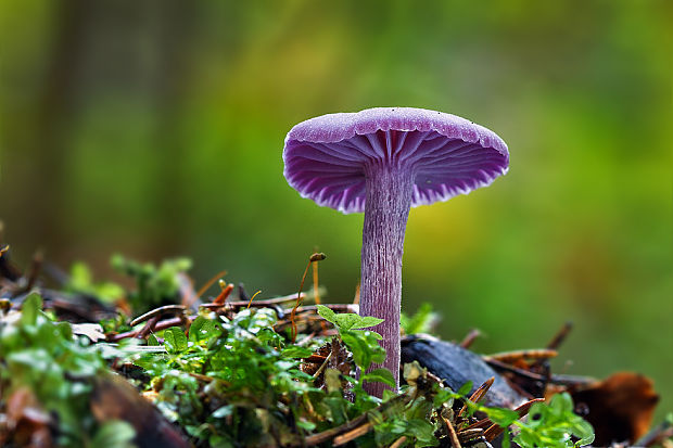 lakovka ametystová Laccaria amethystina (Huds.) Cooke