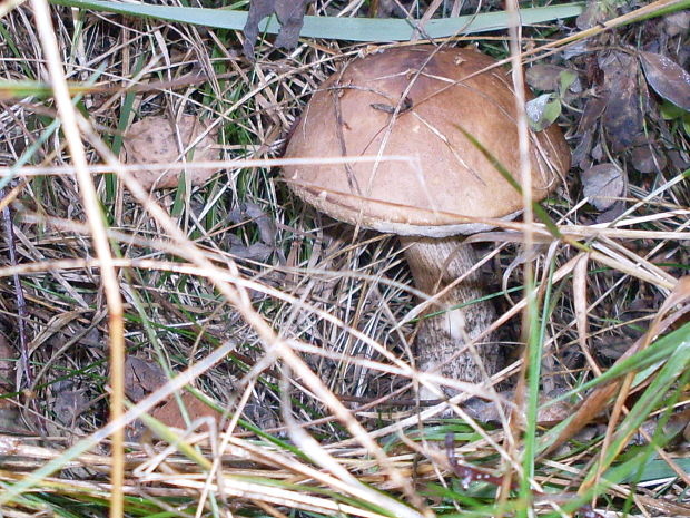 kozák brezový Leccinum scabrum (Bull.) Gray