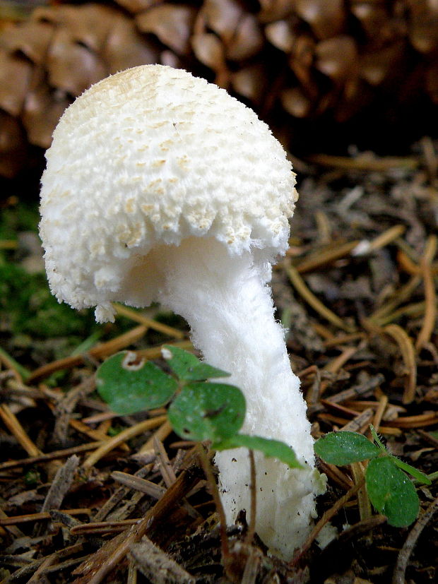 bedlička vlnatá Lepiota clypeolaria (Bull.) P. Kumm.