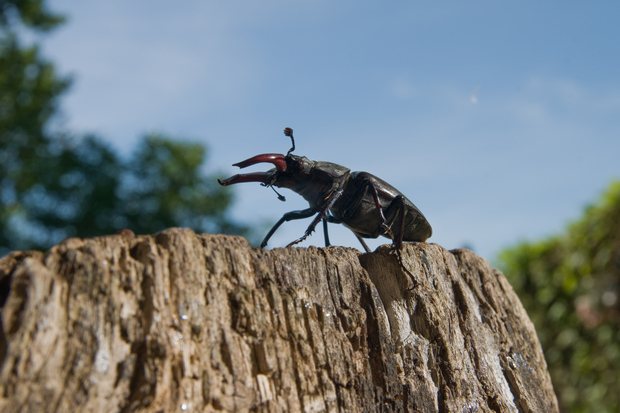 roháč obyčajný Lucanus cervus