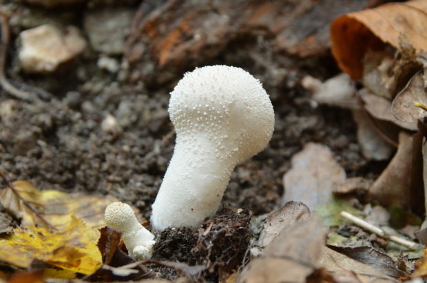 prášnica bradavičnatá Lycoperdon perlatum Pers.