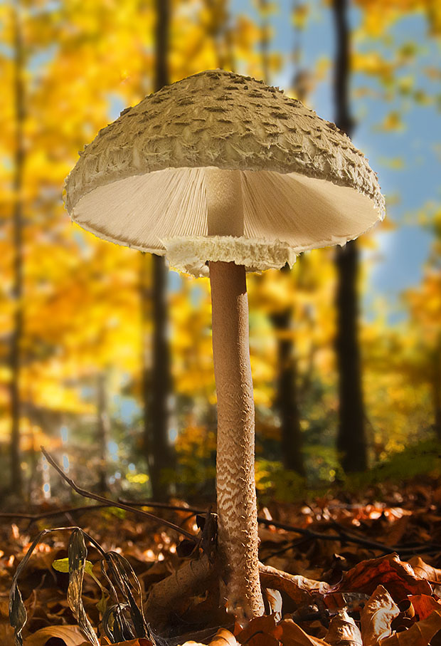 bedľa vysoká Macrolepiota procera (Scop.) Singer