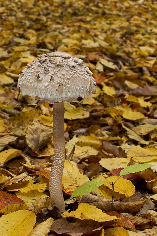 bedľa vysoká Macrolepiota procera (Scop.) Singer