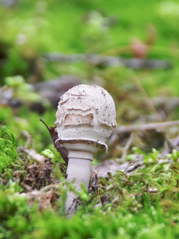 bedľa Macrolepiota sp.