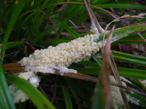 penovka biela Mucilago crustacea var. crustacea P. Micheli ex F.H. Wigg.