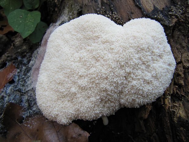 slizovka Myxomycetes