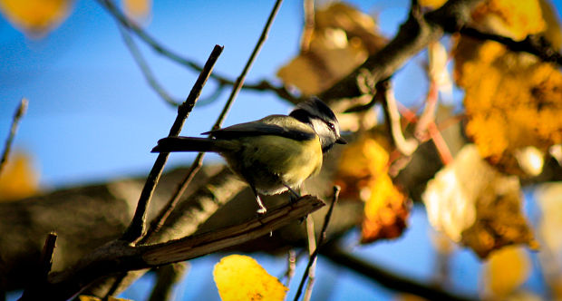 sýkorka belasá Parus caeruleus