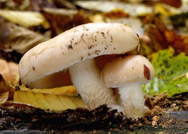 šupinovka hlinovookrová Pholiota lenta (Pers.) Singer