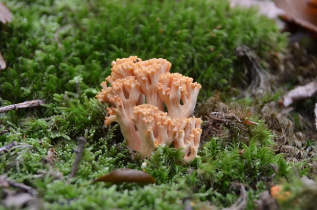 strapačka lososovoružová Ramaria subbotrytis (Coker) Corner