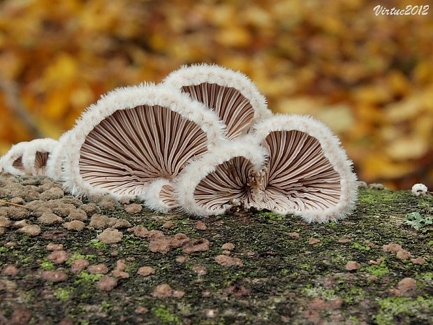 klanolupeňovka obyčajná Schizophyllum commune Fr.