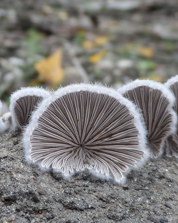 klanolupeňovka obyčajná Schizophyllum commune Fr.