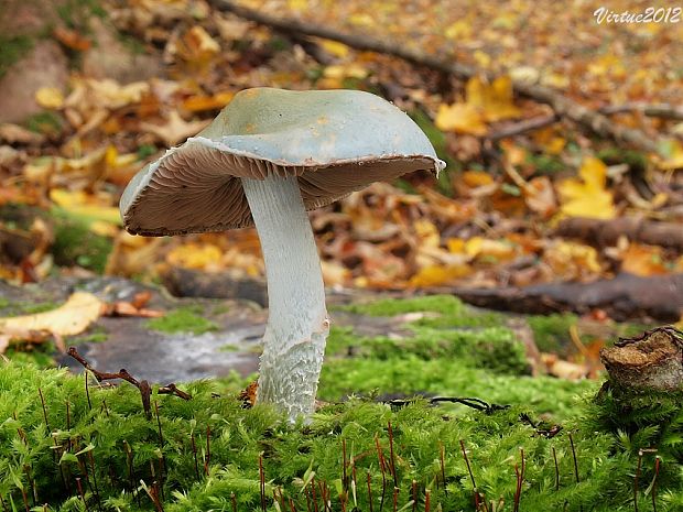 golierovka zelenomodrá Stropharia caerulea Kreisel