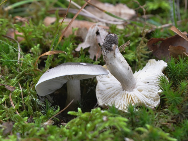 čírovka mydlová Tricholoma saponaceum (Fr.) P. Kumm.