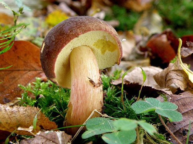 suchohríb zamatový Xerocomellus pruinatus (Fr.) Šutara