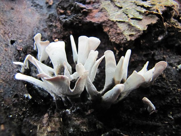 drevnatec parohatý Xylaria hypoxylon (L.) Grev.