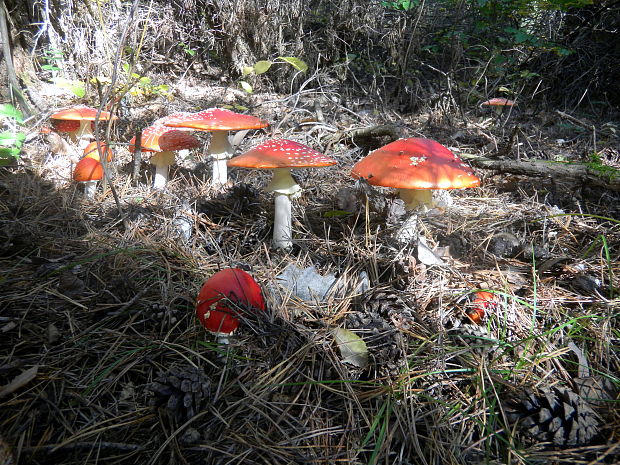 muchotrávka červená Amanita muscaria (L.) Lam.