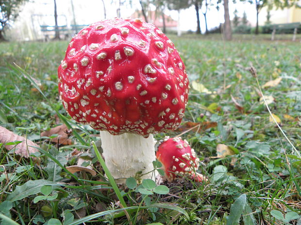 muchotrávka červená Amanita muscaria (L.) Lam.