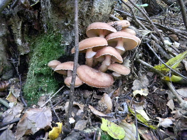 podpňovka obyčajná Armillaria mellea (Vahl) P. Kumm.