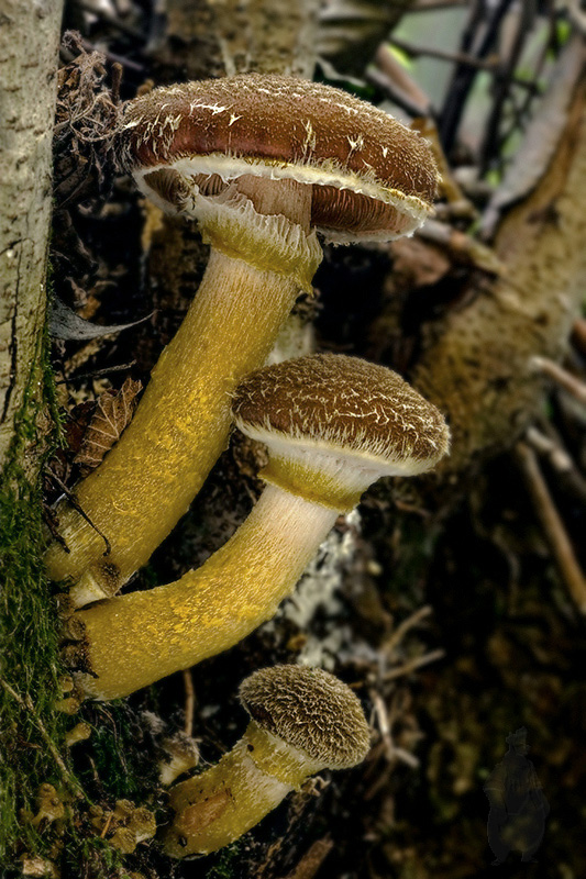 podpňovka Armillaria sp.