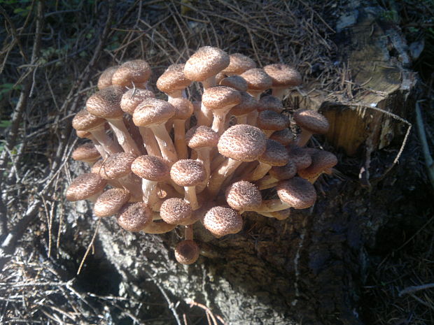 podpňovka Armillaria sp.