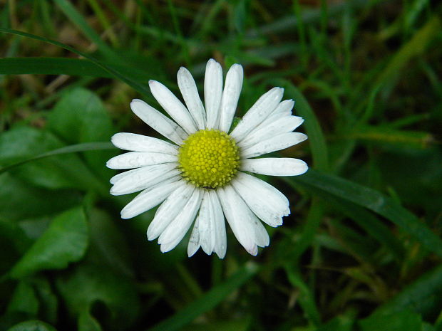 sedmokráska obyčajná Bellis perennis L.