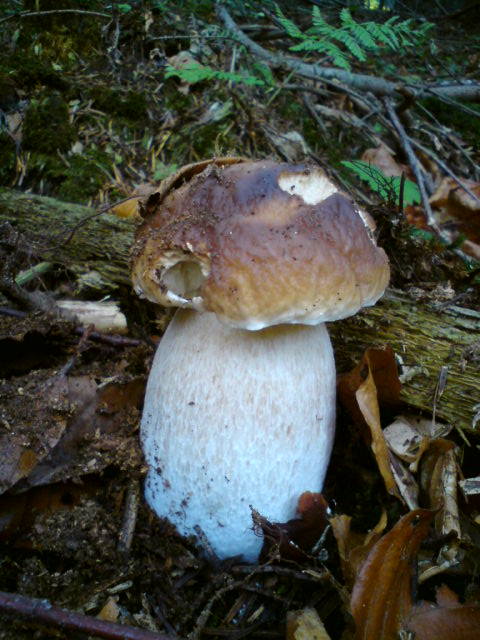 hríb smrekový Boletus edulis Bull.