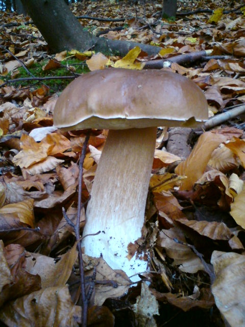 hríb smrekový Boletus edulis Bull.