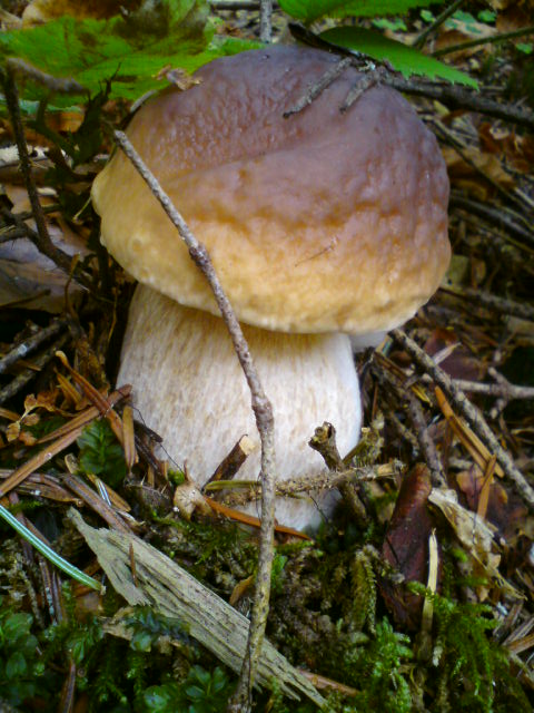 hríb smrekový Boletus edulis Bull.