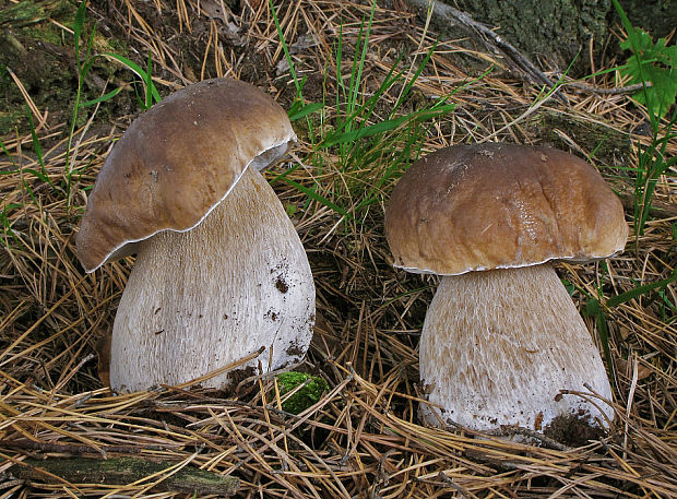 hríb smrekový Boletus edulis Bull.