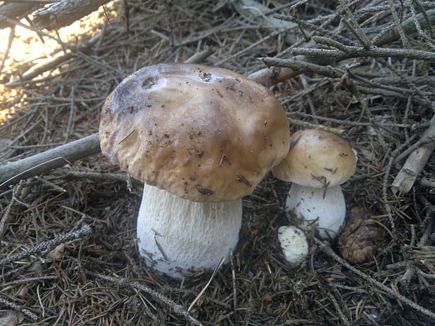 hríb smrekový Boletus edulis Bull.