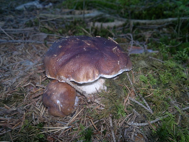 hríb smrekový Boletus edulis Bull.