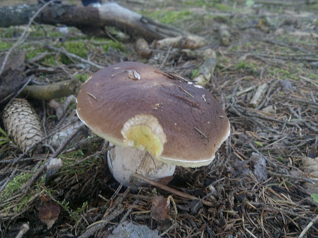 hríb smrekový Boletus edulis Bull.