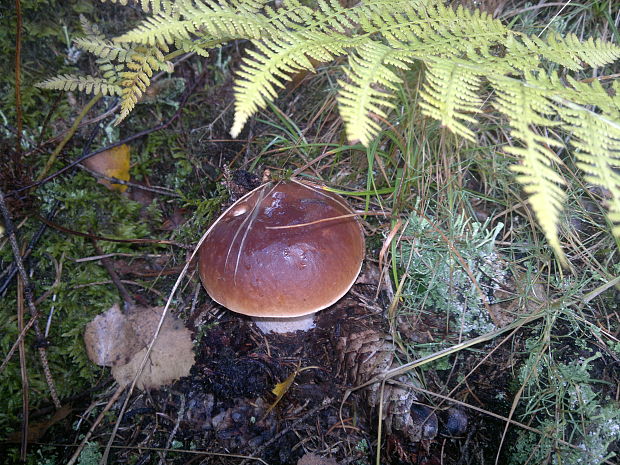 hríb smrekový Boletus edulis Bull.