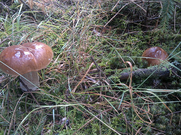 hríb smrekový Boletus edulis Bull.