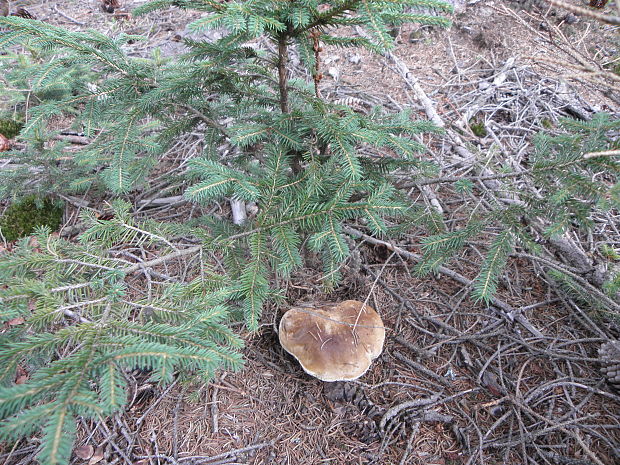 hríb smrekový Boletus edulis Bull.