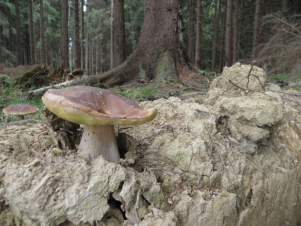 hríb smrekový Boletus edulis Bull.