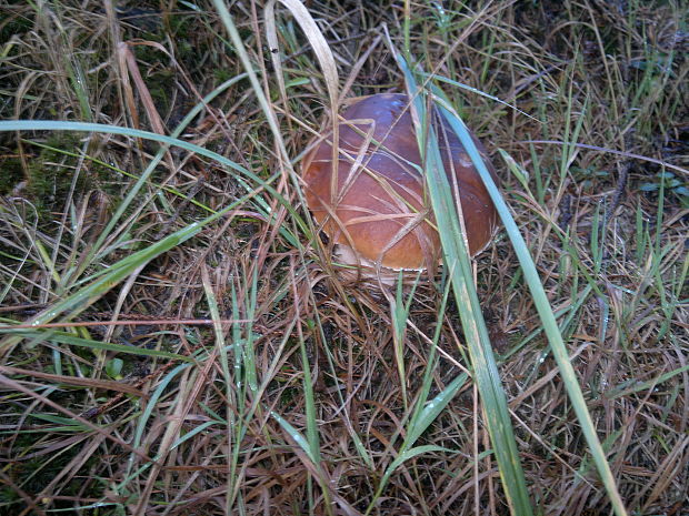 hríb smrekový Boletus edulis Bull.