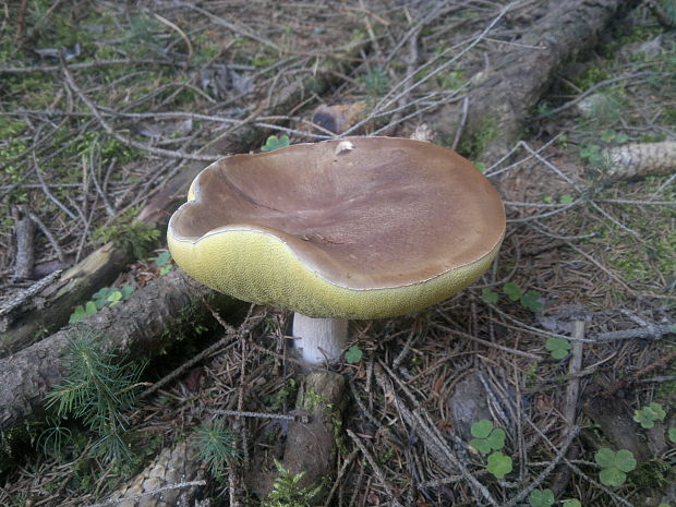 hríb smrekový Boletus edulis Bull.