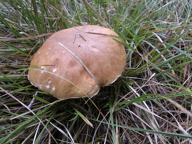 hríb smrekový Boletus edulis Bull.