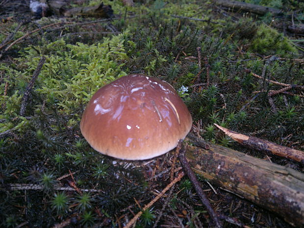 hríb smrekový Boletus edulis Bull.