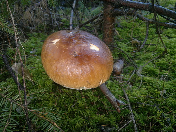 hríb smrekový Boletus edulis Bull.